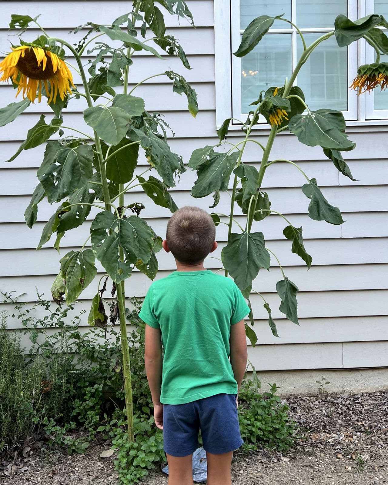 A kid inspecting tall sunflowers growing beside the porch