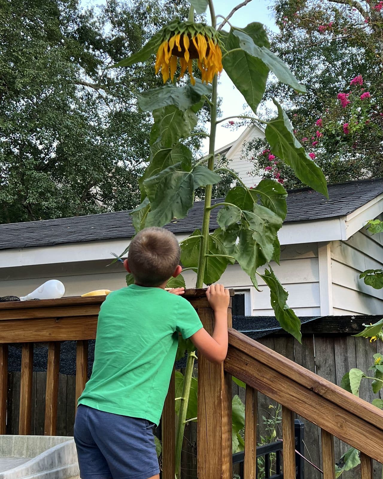 A kid looking up at a giant sunflower bending over him in full bloom
