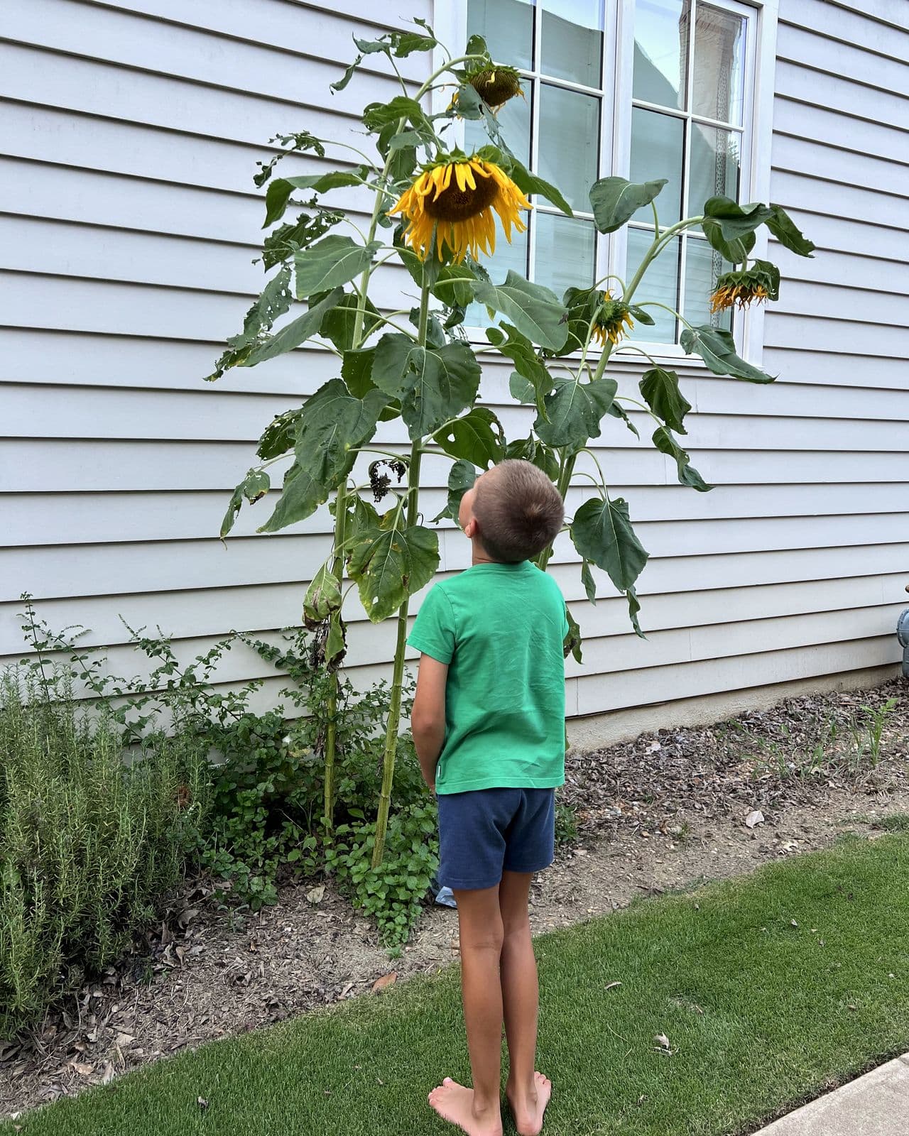 A sunflower towering past the porch roof with a kid standing beneath it